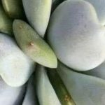 大多肉和小多肉有什么区别？ 大多肉和小多肉的区别介绍