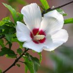 木槿花有白色的小飞虫怎么处理？防治病虫害的各种方法介绍