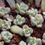 多肉植物怎么叶插？ 多肉植物叶片的选择了解一下