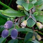 山棯子有什么好处-山棯子的功效与作用2021