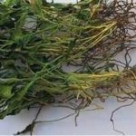 烟草的功效和作用2021 烟草的功效和作用及禁忌