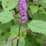 半边苏的功效与作用 半边苏有哪些功效