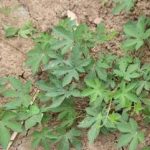 葎草有什么作用 葎草的功效与作用