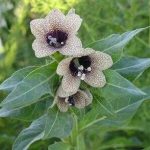 天仙子选方有什么功效 天仙子的选方