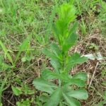 牡蒿的用法用量 牡蒿的用量