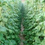 芸豆该怎么种植 芸豆的种植时间和方法