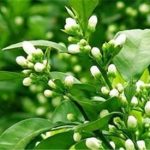 玳玳花有什么功效 玳玳花的功效与作用