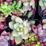 花卉养殖小课堂 控养多肉是什么意思？