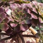 花卉养殖小课堂 法师一碰就掉新叶子怎么回事？