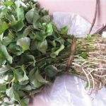 鱼腥草的功效 鱼腥草的禁忌大全