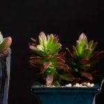 多肉杆上长须怎么办？ 多肉杆上有长须的解决方法介绍