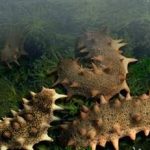 海参有什么功效和作用 海参的营养价值和功效