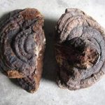 灵芝的功效和作用 灵芝的临床应用