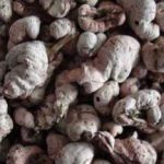 竹黄的副作用 竹黄的禁忌2021最新详情