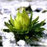 雪莲花是什么 雪莲花的作用