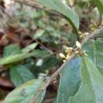 杜茎山的功效与作用2021 杜茎山有什么功效