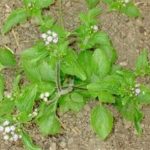 臭茉莉的功效和作用 臭茉莉的功效和作用及禁忌