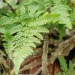 骨碎补的禁忌与副作用 骨碎补的禁忌2021