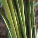 秤杆草的作用与功效 秤杆草有什么功效与作用