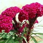 鸡冠花有什么作用与功效-鸡冠花的功效与作用