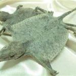 蛤蚧有什么作用副作用 蛤蚧的禁忌