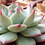 七彩莲多肉怎么养？ 七彩莲多肉的养殖方法介绍