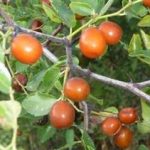 酸枣仁服用时有什么禁忌 酸枣仁的禁忌