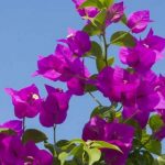 花卉养殖小课堂 三角梅光杆会发芽吗？