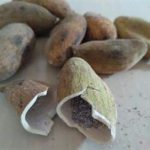 五倍子多少钱一斤市场价 五倍子的用法与用量