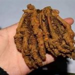 黄连有什么功效 黄连的功效与作用