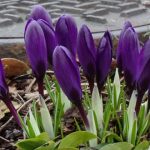 花卉养殖小课堂：藏红花为什么光长叶子不开花？它的花期是什么时候？