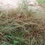 鼠尾粟的功效与作用 鼠尾粟的功效2021