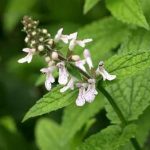 草石蚕的功效与作用 草石蚕有什么功效