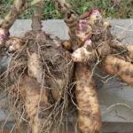 玄参的功效与作用2021 玄参的功效是什么