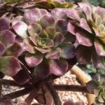 刚栽的多肉能晒太阳吗？ 多肉植物的养护方法介绍