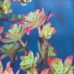 花卉养殖小课堂 薄化妆怎么爆盆？