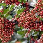花椒的食用方法2021 花椒的生活小用途