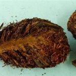 绵马贯众的功效与作用及禁忌 绵马贯众的禁忌