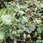 柔毛水杨梅的功效与作用 柔毛水杨梅的功效和作用2021详解