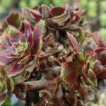 花卉养殖小课堂 法师叶子有黑斑怎么处理？