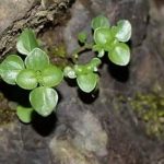 石油菜可以治什么病 石油菜的选房