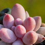 多肉底部叶子变软干瘪怎么办？多肉底部叶子边干瘪的解决方法介绍