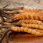 冬虫夏草的食用方法2021 冬虫夏草的功效