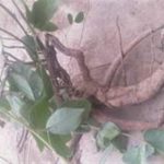 断节参有什么功效 断节参的功效与作用