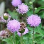 漏芦和藜芦的区别 那个效果更好