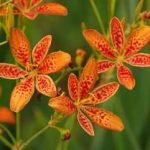 射干有什么作用和功效 射干的功效与作用