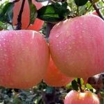 苹果吃苹果有什么好处，功效有哪些 吃苹果的好处