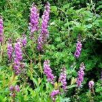 手参的功效与禁忌 手参的禁忌