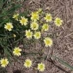 山苦荬的功效与作用-山苦荬的功效2021