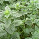 牛至有什么功效与作用 牛至的功效与作用